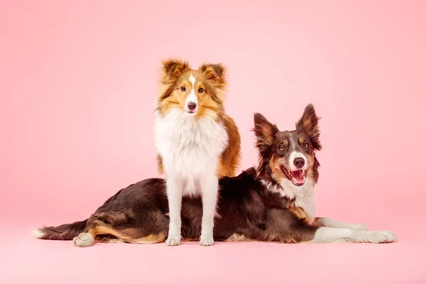 ピンクの背景に写真スタジオでボーダーコリー犬とシェットランドシープドッグ犬 — ストック写真
