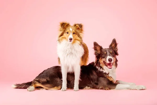 Confine Collie Cane Shetland Sheepdog Cane Nello Studio Fotografico Sfondo — Foto Stock