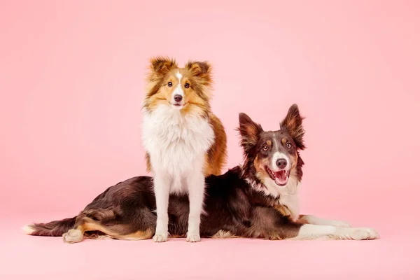 ピンクの背景に写真スタジオでボーダーコリー犬とシェットランドシープドッグ犬 — ストック写真