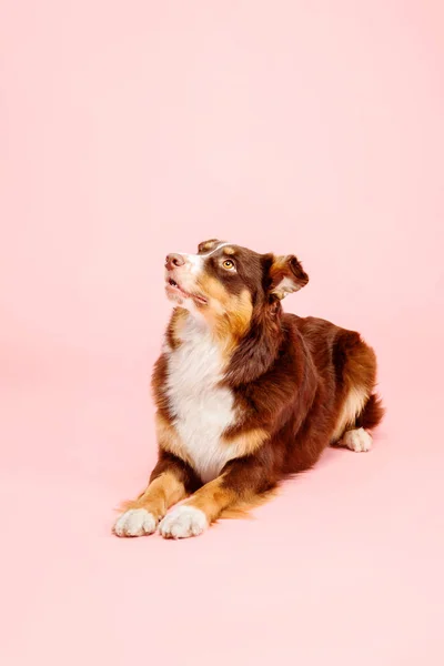 ピンクの背景にオーストラリアの羊飼いの犬 — ストック写真