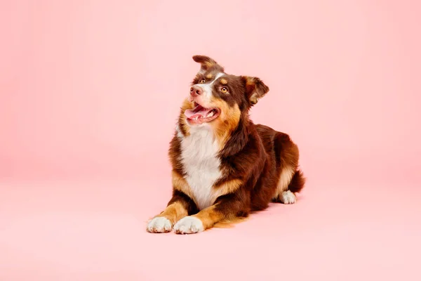 Australian Shepherd Koira Vaaleanpunainen Tausta — kuvapankkivalokuva