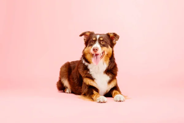 Câine Ciobănesc Australian Fundal Roz — Fotografie, imagine de stoc