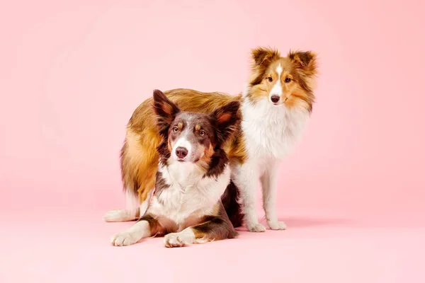 Fronteira Collie Cão Shetland Sheepdog Cão Estúdio Fundo Rosa — Fotografia de Stock