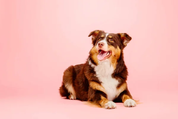 Australian Shepherd Perro Sobre Fondo Rosa — Foto de Stock