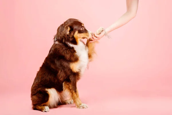 Australian Shepherd Perro Sobre Fondo Rosa — Foto de Stock