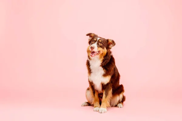 Αυστραλέζικο Σκυλί Ποιμενικό Ροζ Φόντο — Φωτογραφία Αρχείου