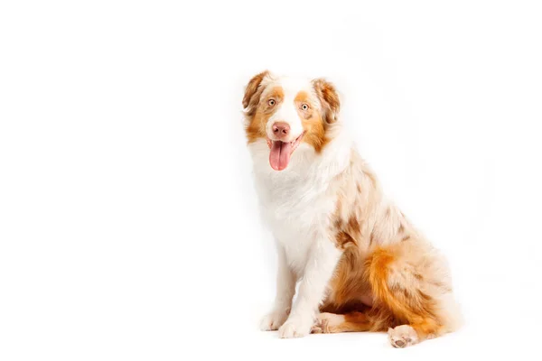 Australian Shepherd Dog Isolerad Vit Bakgrund — Stockfoto