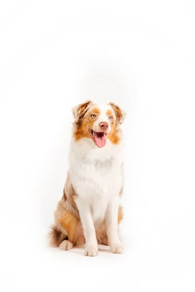 Australischer Schäferhund Isoliert Auf Weißem Hintergrund — Stockfoto