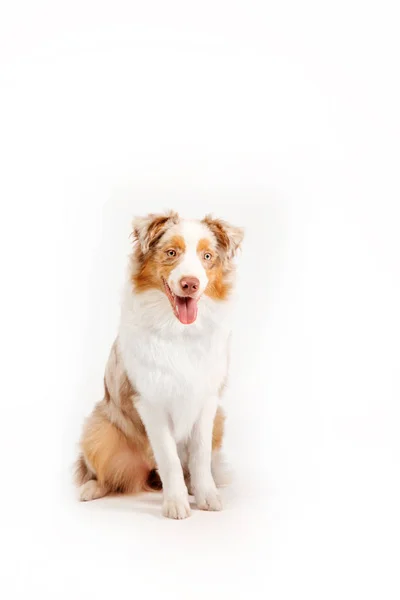 Australian Shepherd Cão Isolado Fundo Branco — Fotografia de Stock