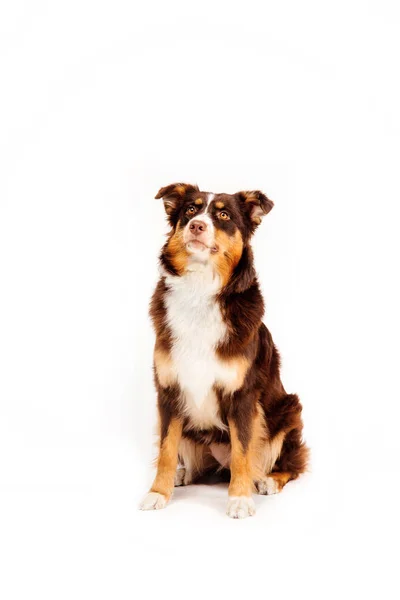 Australian Shepherd Dog Isolerad Vit Bakgrund — Stockfoto