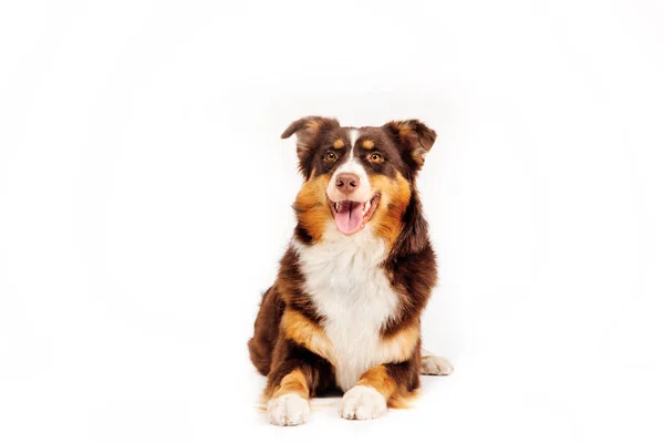 Australian Shepherd Dog Isolerad Vit Bakgrund — Stockfoto