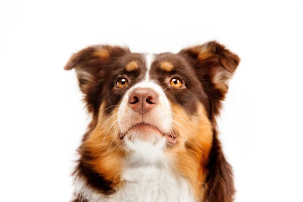 Australian Shepherd Perro Aislado Sobre Fondo Blanco — Foto de Stock