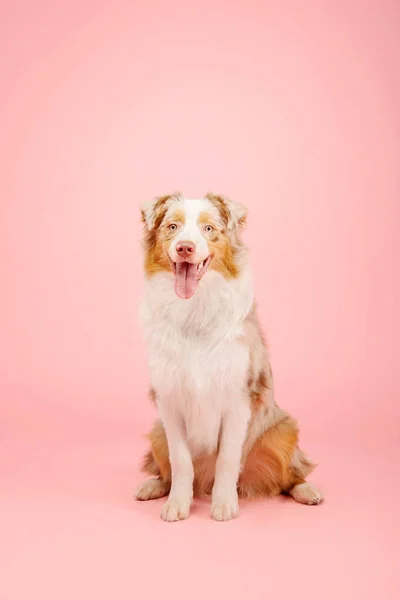 Cane Pastore Australiano Sfondo Rosa — Foto Stock