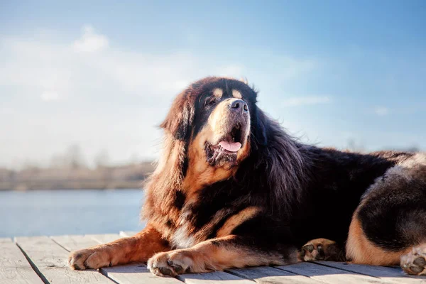 Cão Mastim Tibetano Parque — Fotografia de Stock