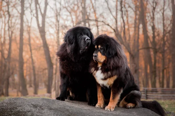 Tibetischer Doggen Hund Park — Stockfoto