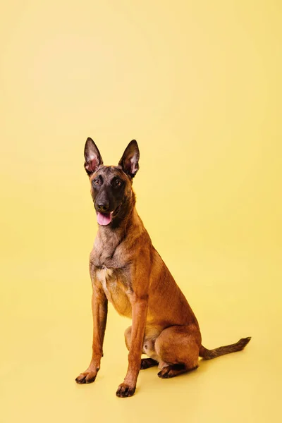 Belgischer Schäferhund Posiert Auf Farbigem Hintergrund — Stockfoto