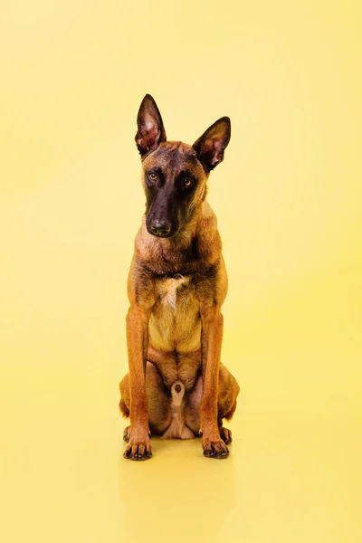 Cão Pastor Belga Posando Fundo Cor — Fotografia de Stock