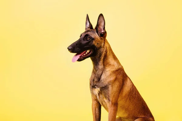 Belgischer Schäferhund Posiert Auf Farbigem Hintergrund — Stockfoto