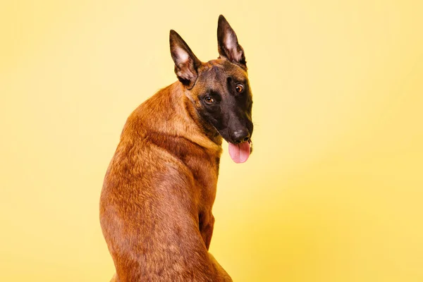 Belgischer Schäferhund Posiert Auf Farbigem Hintergrund — Stockfoto