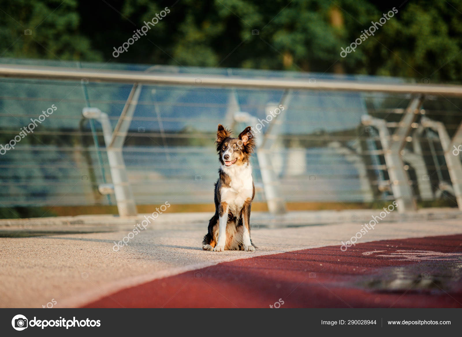 俏皮的边境科利狗在白天在户外摆姿势 图库照片 C Oov