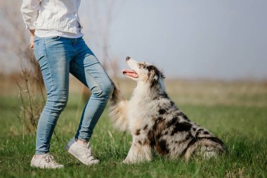 oyuncu köpek açık görünümü