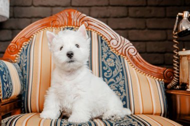 West Highland Beyaz Terrier köpek evde kanepede oturan 