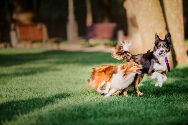 Sınır Collie köpek ve Shetland Çoban köpeği açık havada poz