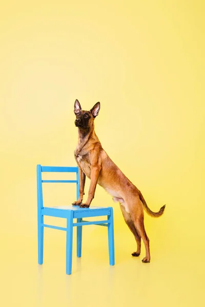 Anjing Gembala Belgia Berpose Latar Belakang Warna — Stok Foto