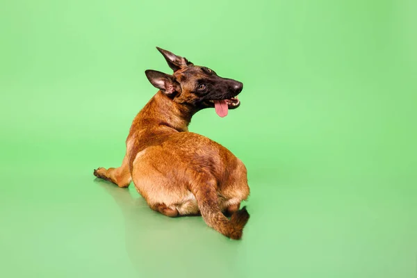 Belgischer Schäferhund Posiert Auf Farbigem Hintergrund — Stockfoto