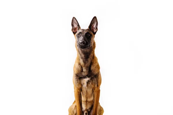 Belgischer Schäferhund Posiert Auf Weißem Hintergrund — Stockfoto