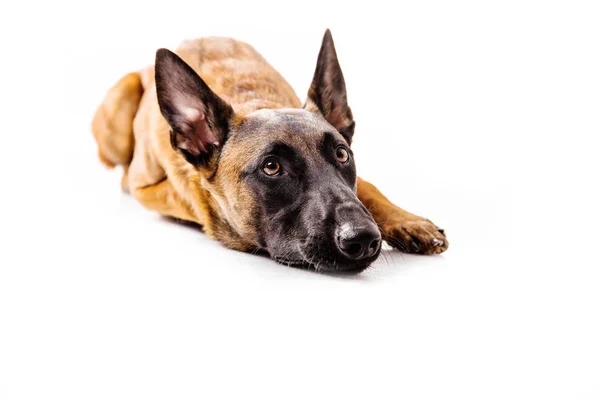 Belgischer Schäferhund Posiert Auf Weißem Hintergrund — Stockfoto