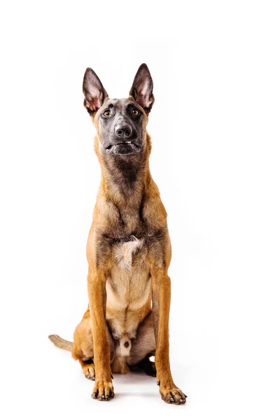 Belgischer Schäferhund Posiert Auf Weißem Hintergrund — Stockfoto