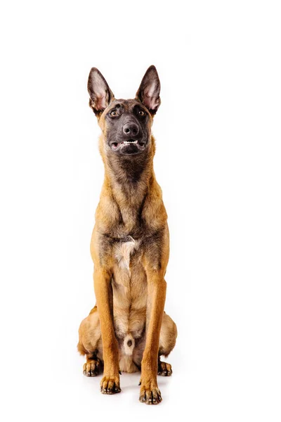 Belgischer Schäferhund Posiert Auf Weißem Hintergrund — Stockfoto