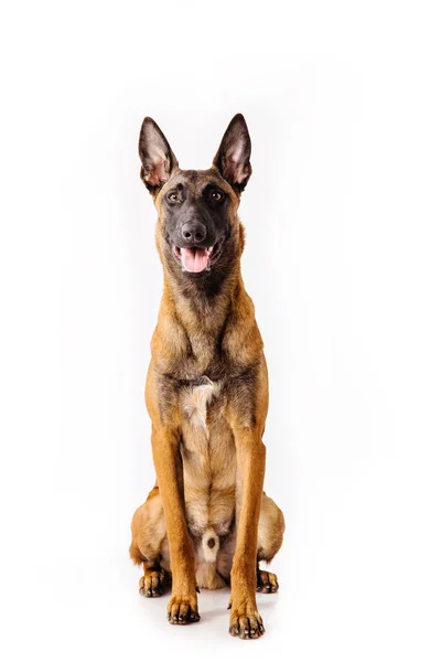 Belgischer Schäferhund Posiert Auf Weißem Hintergrund — Stockfoto