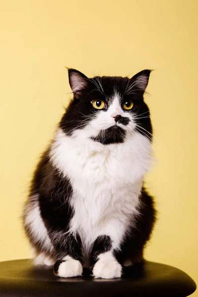 siyah beyaz kedi stüdyoda ahşap sandalyede oturan