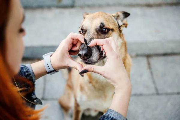 Propietario Jugando Con Lindo Perro Haciendo Signo Corazón Nariz Por —  Fotos de Stock