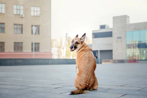 Chien Berger Belge Posant Extérieur — Photo