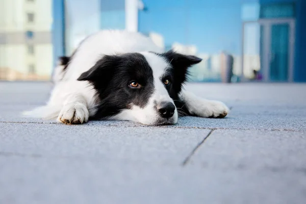 Verspielter Border Collie Hund Posiert Tagsüber Freien — Stockfoto