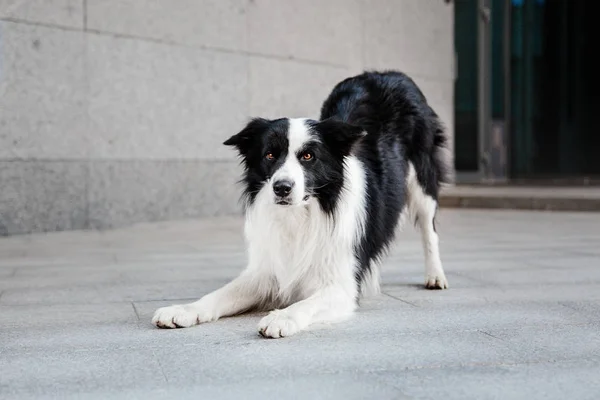 Speelse Border Collie Hond Poseren Buitenshuis Overdag — Stockfoto