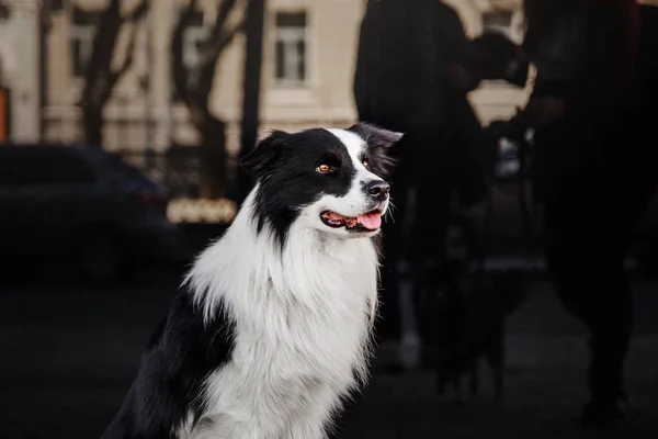 Lekfull Border Collie Hund Poserar Utomhus Dagtid — Stockfoto