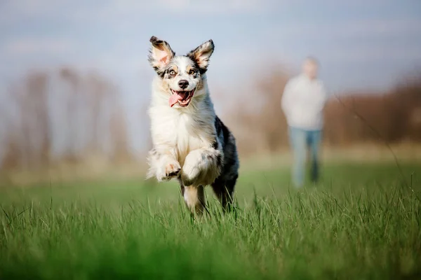 Över Lekfull Hund Utomhus — Stockfoto