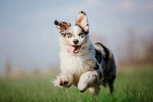 oyuncu köpek açık görünümü