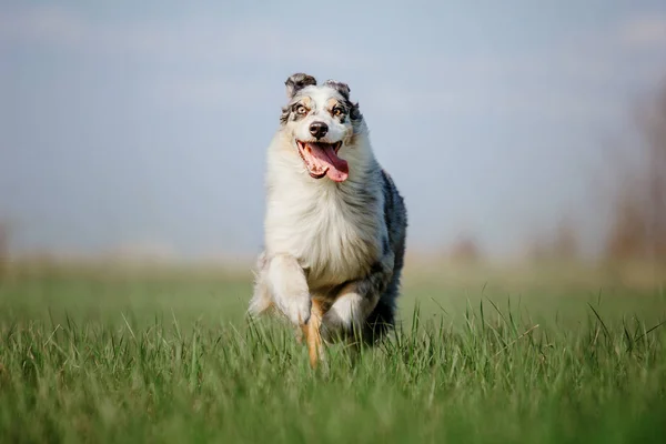 Blick Auf Verspielten Hund Freien — Stockfoto