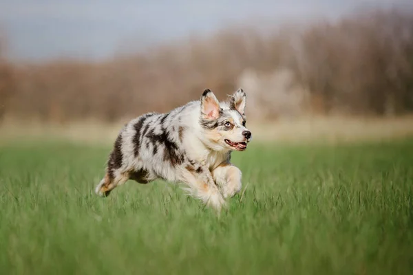 Vista Perro Juguetón Aire Libre — Foto de Stock