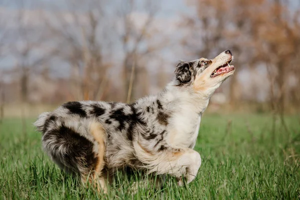 Udsigt Til Legende Hund Udendørs - Stock-foto