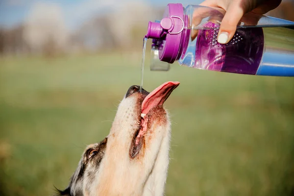 close up of dog drinking water outdoor