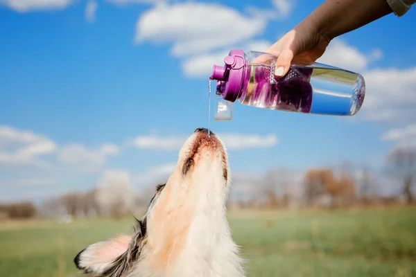 close up of dog drinking water outdoor