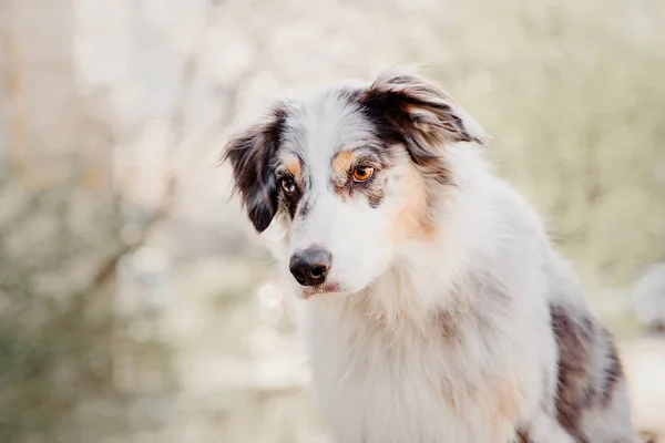 Över Lekfull Hund Utomhus — Stockfoto
