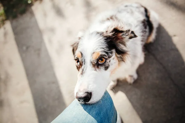 View Playful Dog Outdoor — Stock Photo, Image