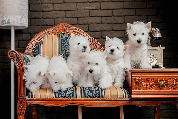 自宅のソファに座っているウエストハイランドホワイトテリアの子犬 — ストック写真